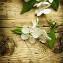 תמונת טפט XL פרחים על עץ